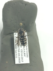 Dianthidium