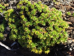 Azorella