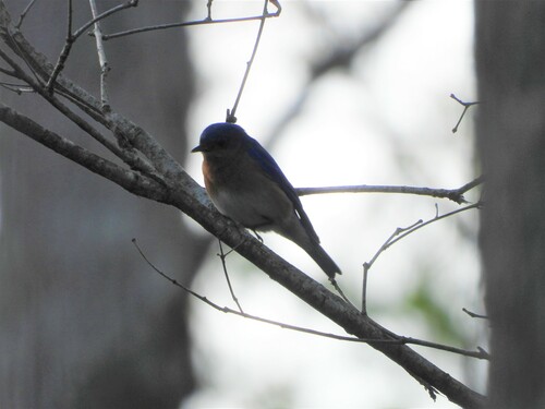 Eastern Bluebird photographed in West Virginia