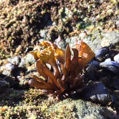 Mazzaella laminarioides