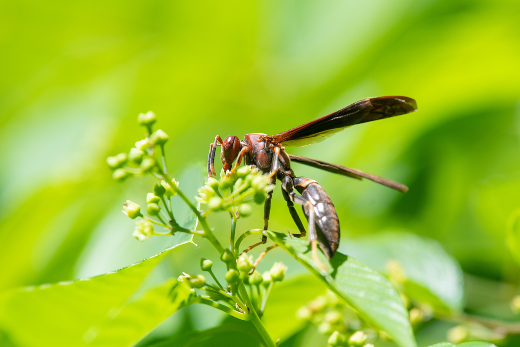 Ringed Paper Wasp from Lewisville, TX, USA on April 21, 2023 at 11:56 ...