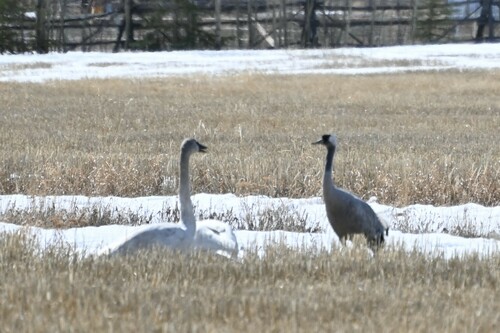 Common Crane (Grus grus), photo 10