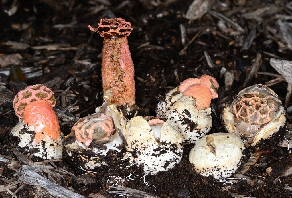 Simblum sphaerocephalum from University of Tennessee, Knoxville