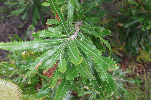 Image of Banksia aemula by (c) Gary Williams, some rights reserved (CC BY-SA)