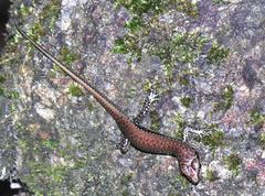 Sphenomorphus incognitus