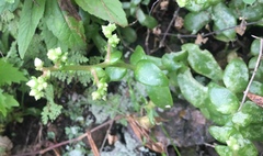 Sedum glabrum
