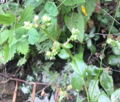 Sedum glabrum