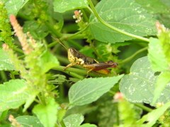 Huastecacris truncatipennis