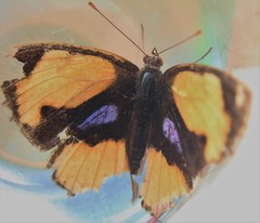 Junonia hierta hierta