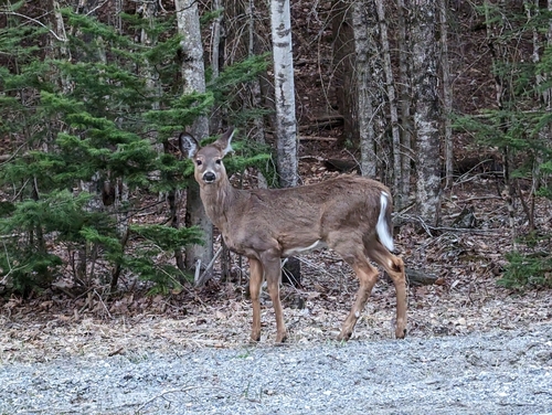 White-tailed Deer photographed in New Hampshire