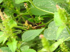Huastecacris truncatipennis