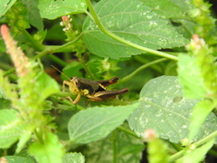 Huastecacris truncatipennis