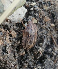 Eurygaster integriceps