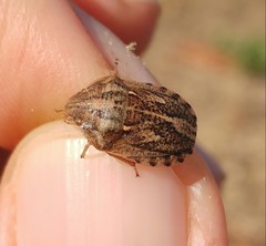 Eurygaster integriceps