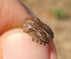 Eurygaster integriceps