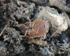 Eurygaster integriceps