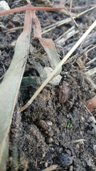 Eurygaster integriceps