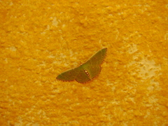 Nemoria lixaria