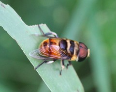 Phytomia