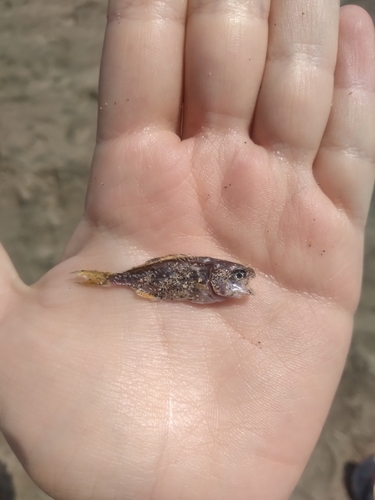 Paloma pompano (Trachinotus paitensis) — Carangidae