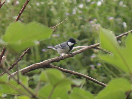 Cinereous Tit (Parus cinereus) · iNaturalist