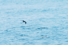 Hydrobates monorhis