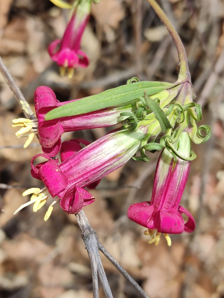 Gentiana caliculata