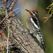 Red-naped Sapsucker - Photo (c) guyincognito, some rights reserved (CC BY-NC), uploaded by guyincognito