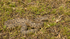Crotalus aquilus