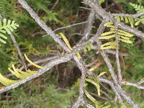 Image of Libocedrus plumosa by (c) Sue Carnahan, some rights reserved (CC BY)