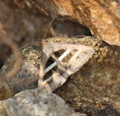 Grammodes geometrica