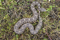 Crotalus aquilus