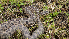 Crotalus aquilus