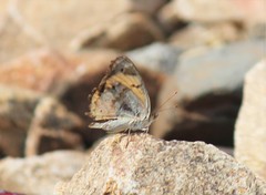 Junonia hierta hierta