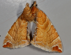 Eulithis molliculata