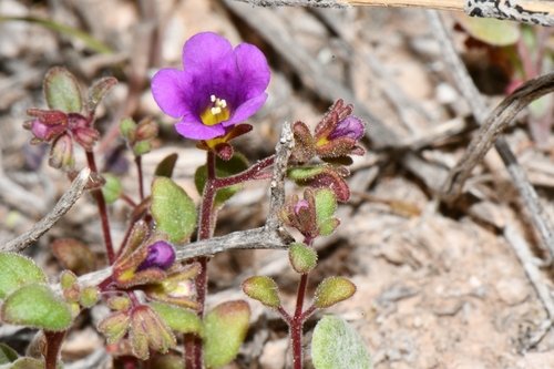 Image of Phacelia pulchella by (c) Darrin Gobble, some rights reserved (CC BY)