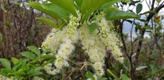 Homalium cochinchinense