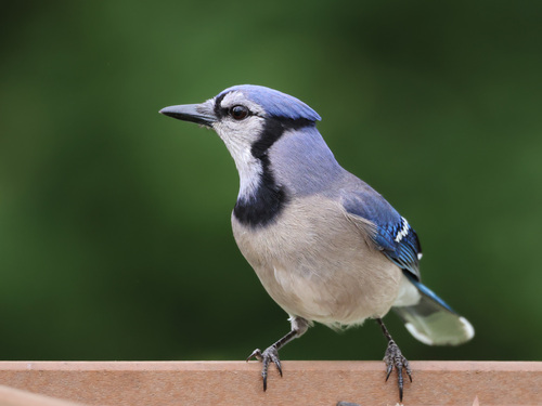 Blue Jay photographed in Maryland