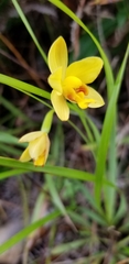Spathoglottis pubescens