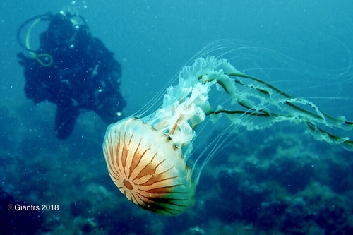 Compass Jelly, photo 7 of 7