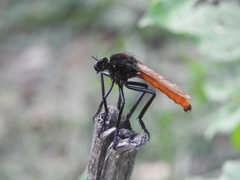 Archilestris magnificus