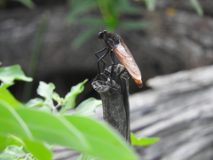 Archilestris magnificus