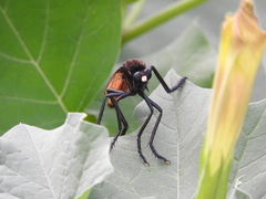 Archilestris magnificus