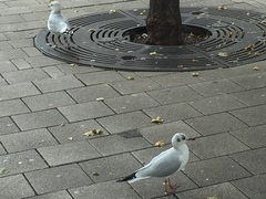 Chroicocephalus ridibundus