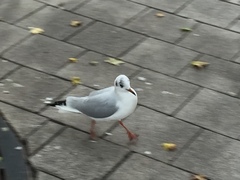 Chroicocephalus ridibundus