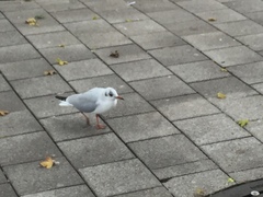 Chroicocephalus ridibundus