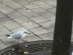 Chroicocephalus ridibundus