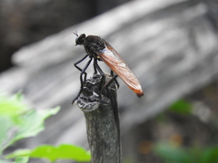 Archilestris magnificus