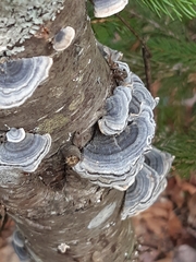 Trametes versicolor image