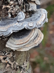 Trametes versicolor image